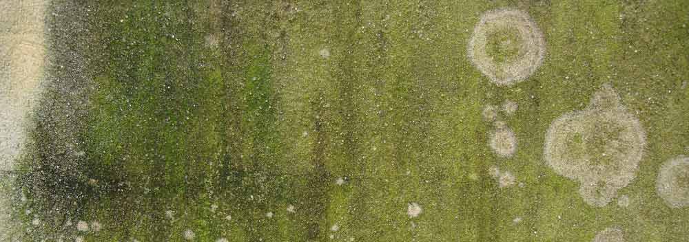 зеленеет бетон что делать